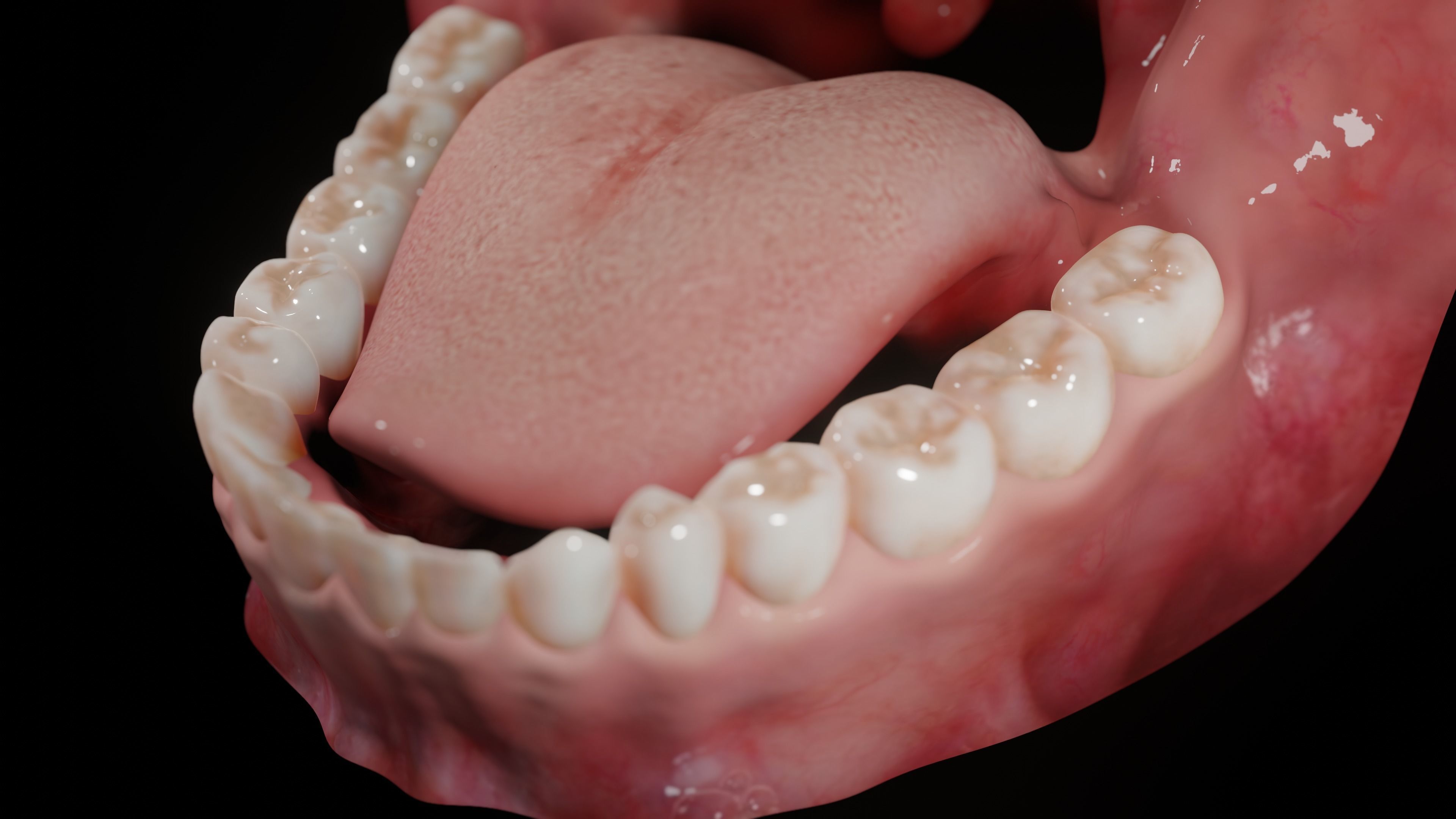 Gums with teeth mouth model  rigged textured and animated 3D model_6