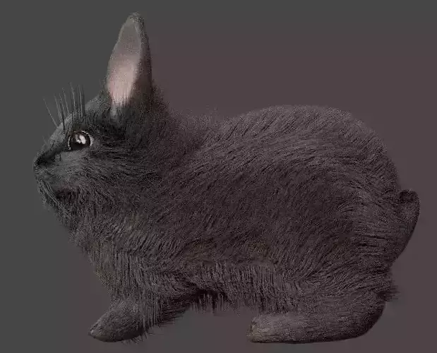 Gray double mane lionhead rabbit free 3D model | CGTrader