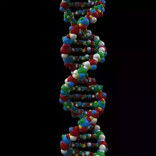 DNA Double helix structure 3D model