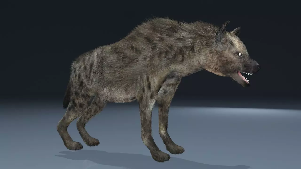 This is a low-polygonal model of hyenas 3D model_0