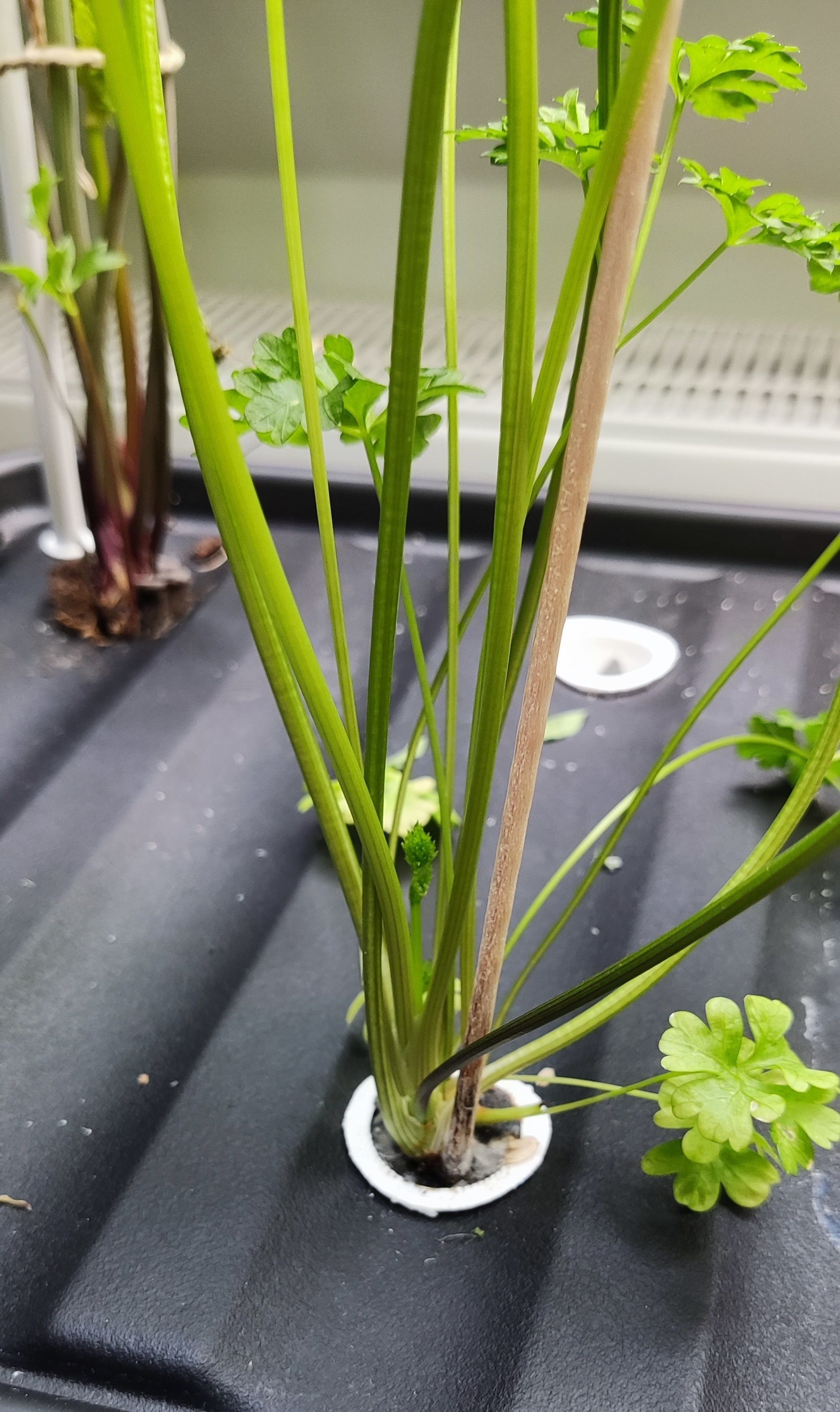 Full Hydroponic DIY Set - For up to 6 large Plants 3D print model_8