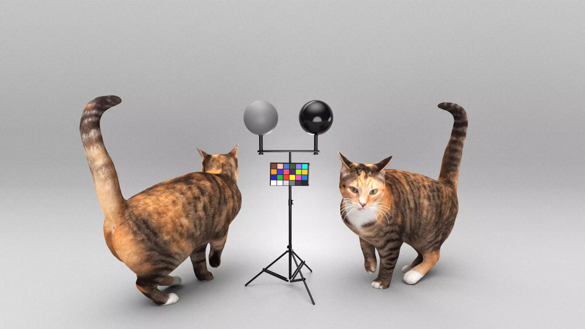 Cat 25 Low-poly 3D model_0