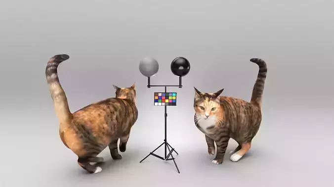 Cat 25 Low-poly 3D model