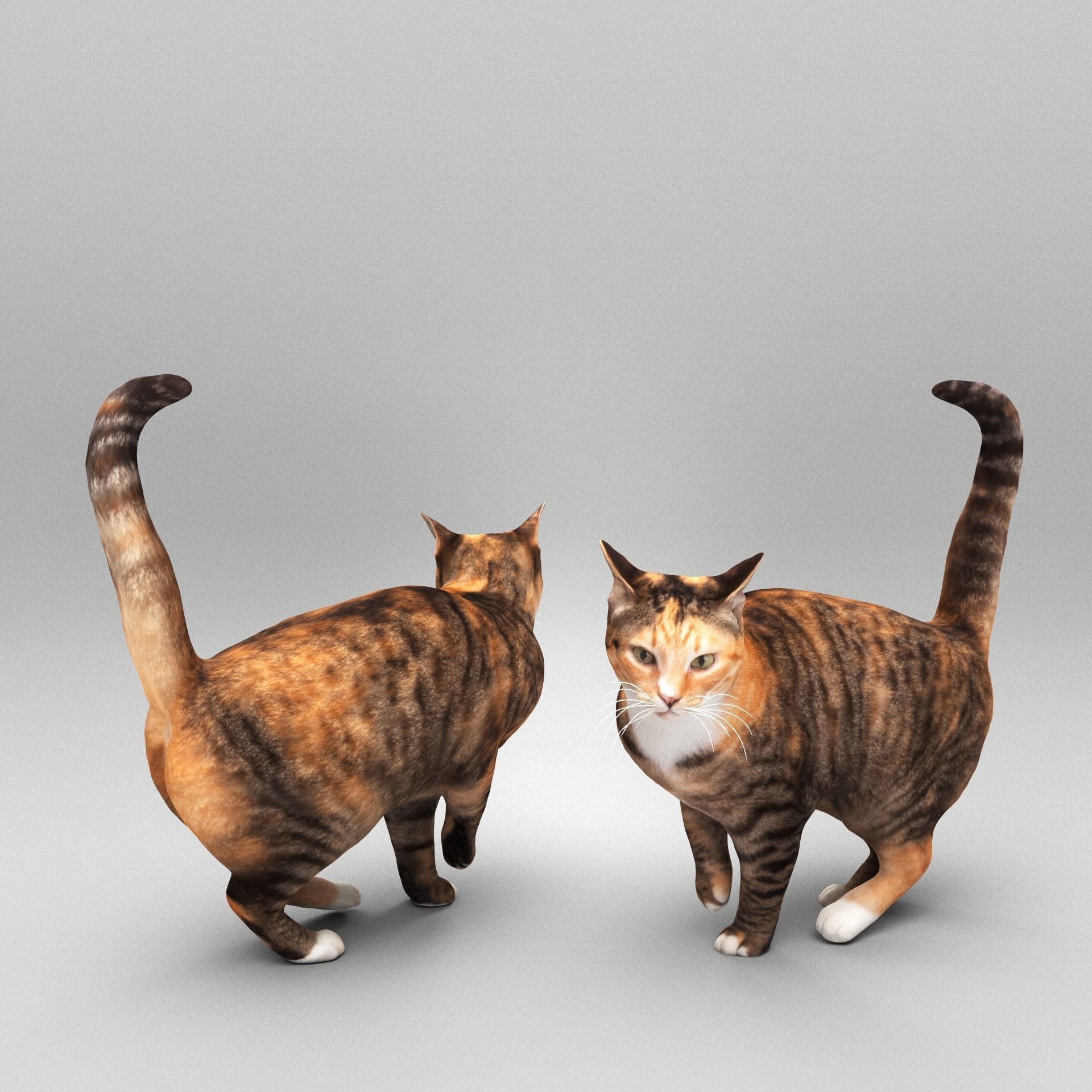 Cat 25 Low-poly 3D model_2