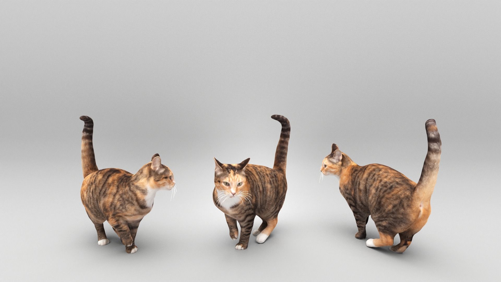 Cat 25 Low-poly 3D model_3