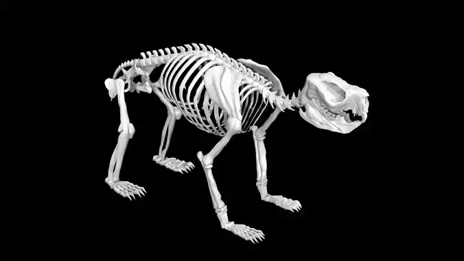 Koala skeleton Low-poly 3D model