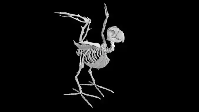 Parrot skeleton Low-poly 3D model