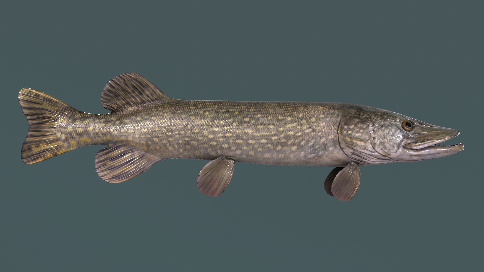 Pike Fish Low-poly 3D model_1