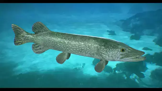 Pike Fish Low-poly 3D model