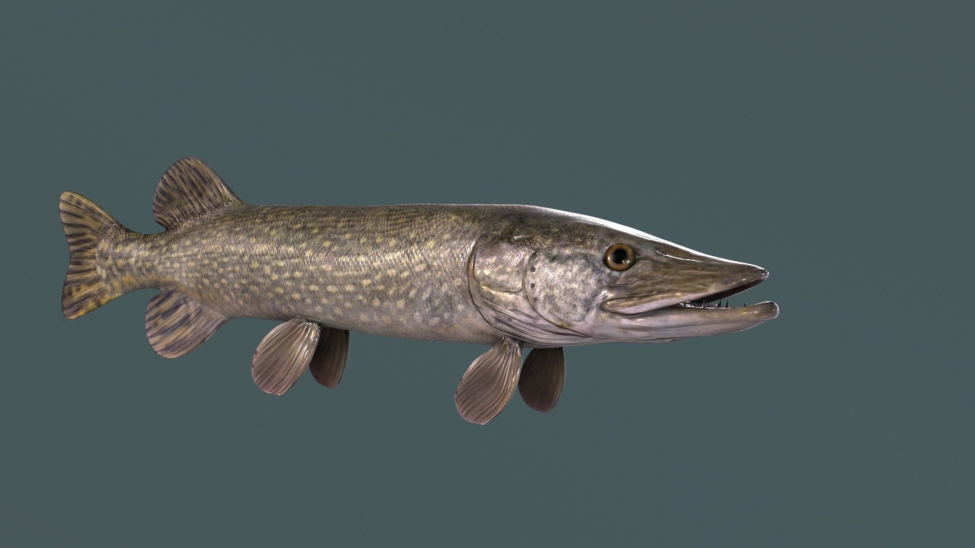 Pike Fish Low-poly 3D model_3