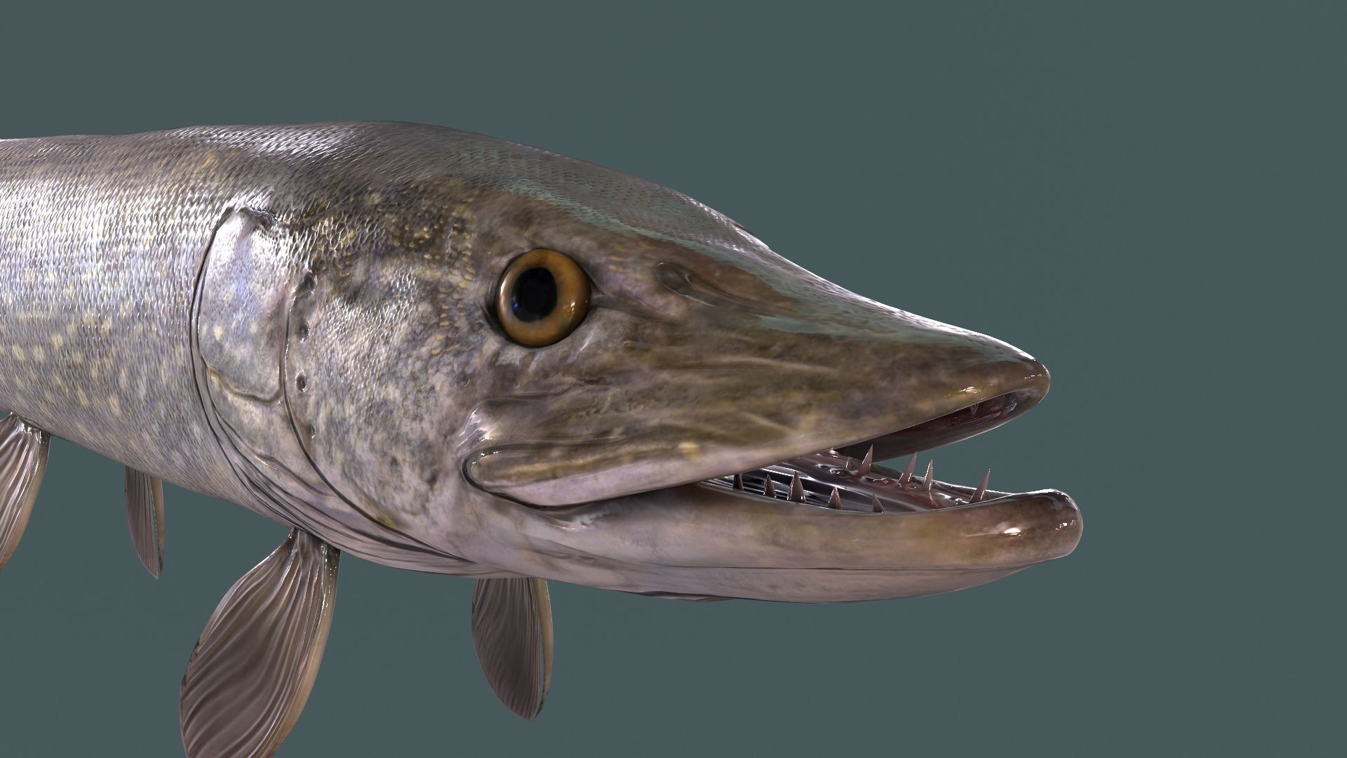 Pike Fish Low-poly 3D model_5