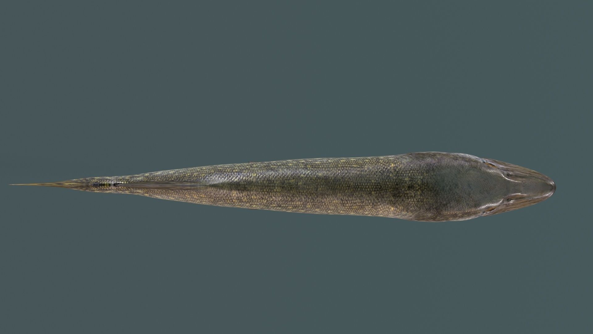 Pike Fish Low-poly 3D model_2