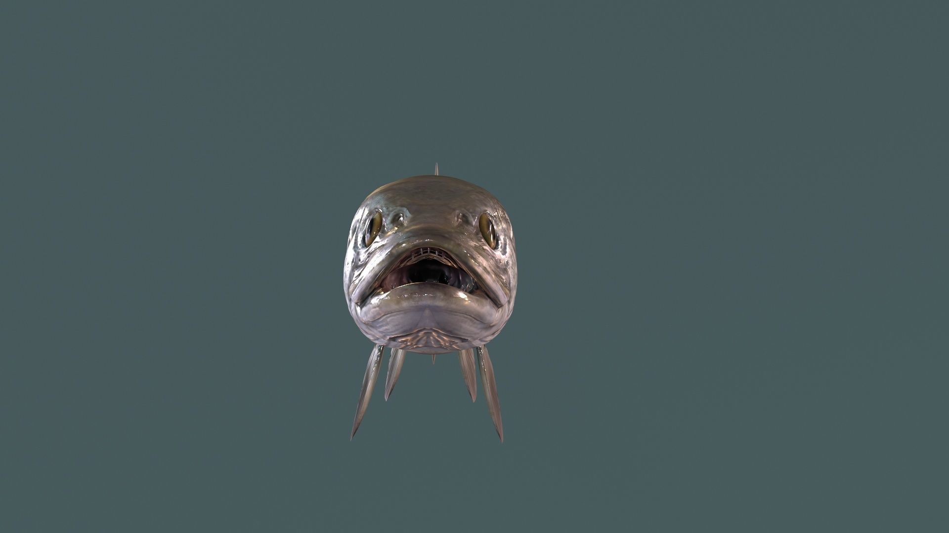 Pike Fish Low-poly 3D model_4