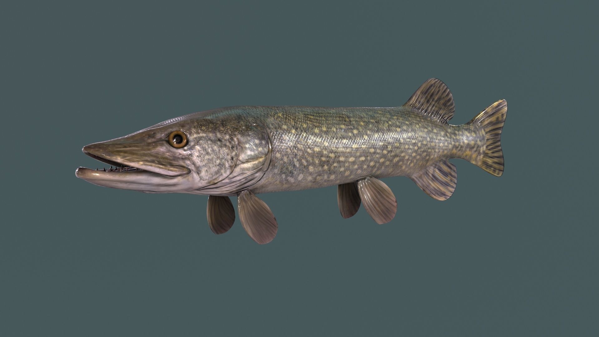 Pike Fish Low-poly 3D model_6