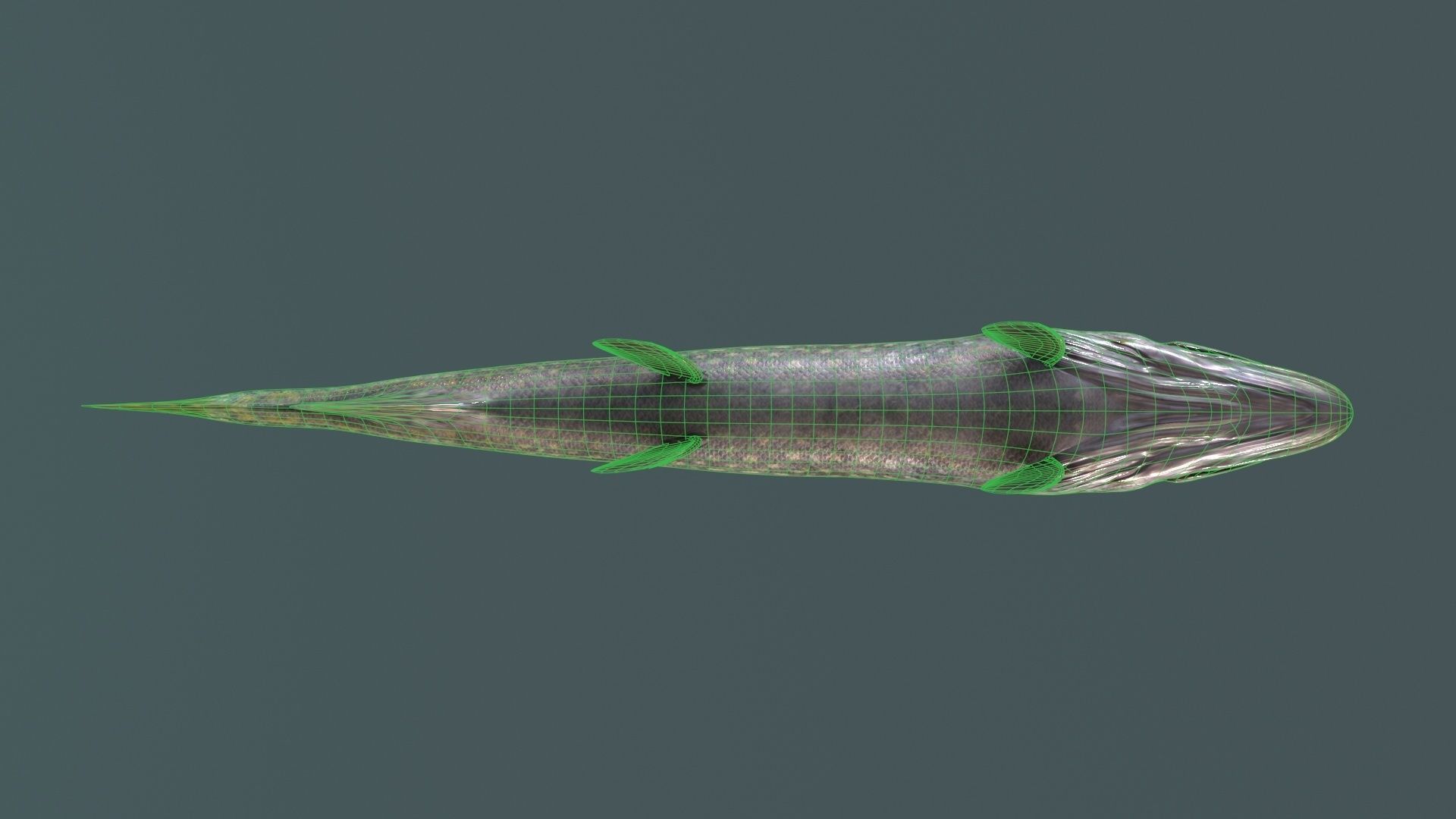 Pike Fish Low-poly 3D model_16