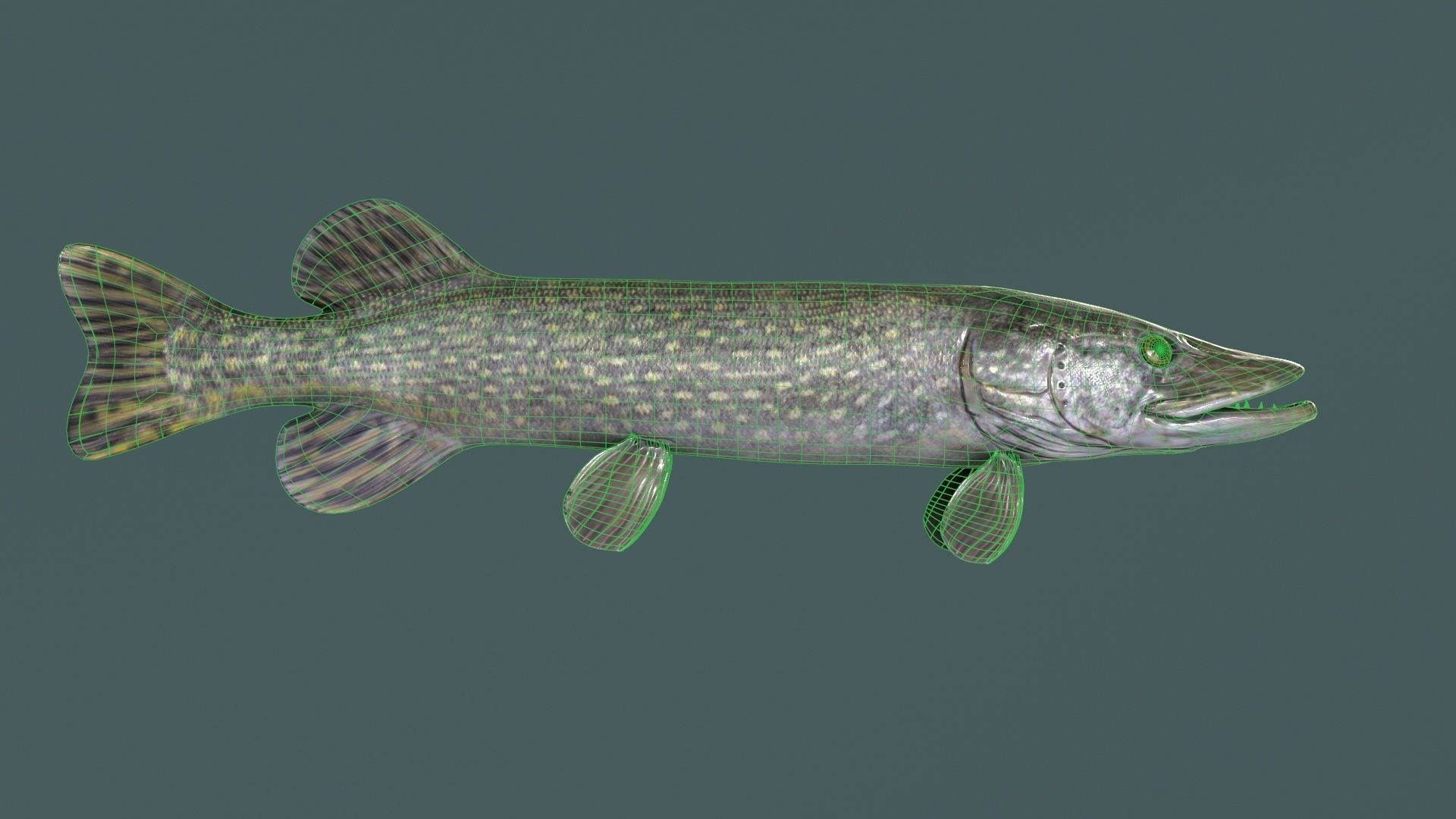 Pike Fish Low-poly 3D model_14