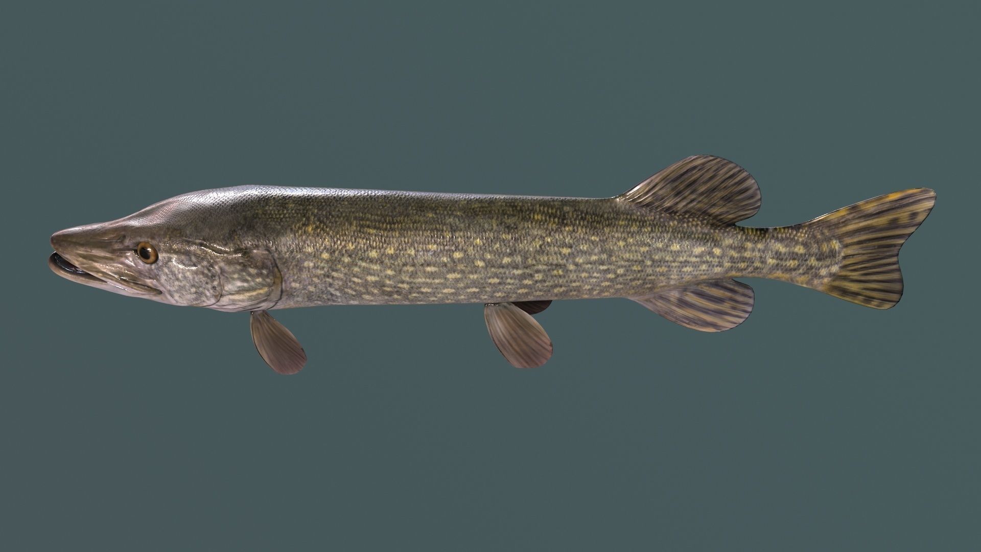 Pike Fish Low-poly 3D model_7