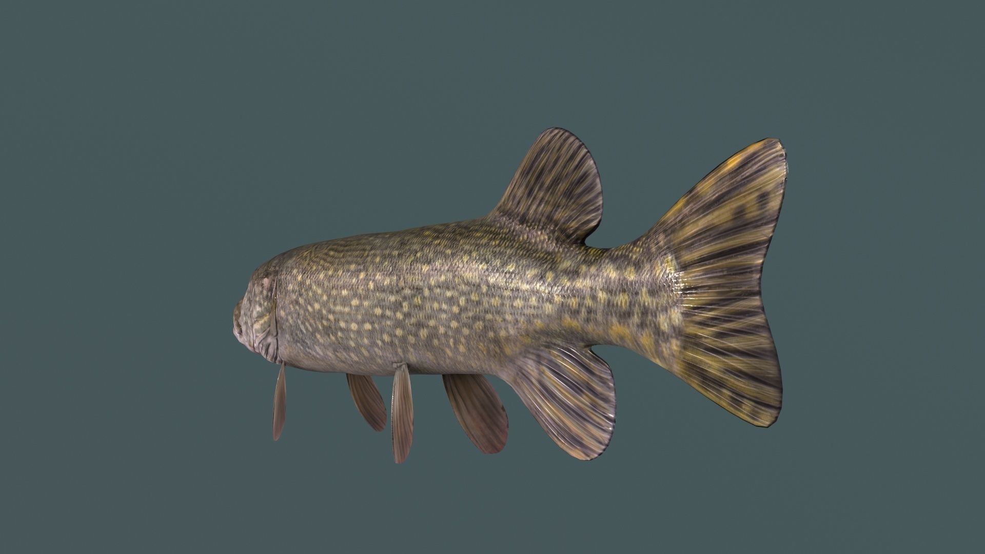 Pike Fish Low-poly 3D model_8