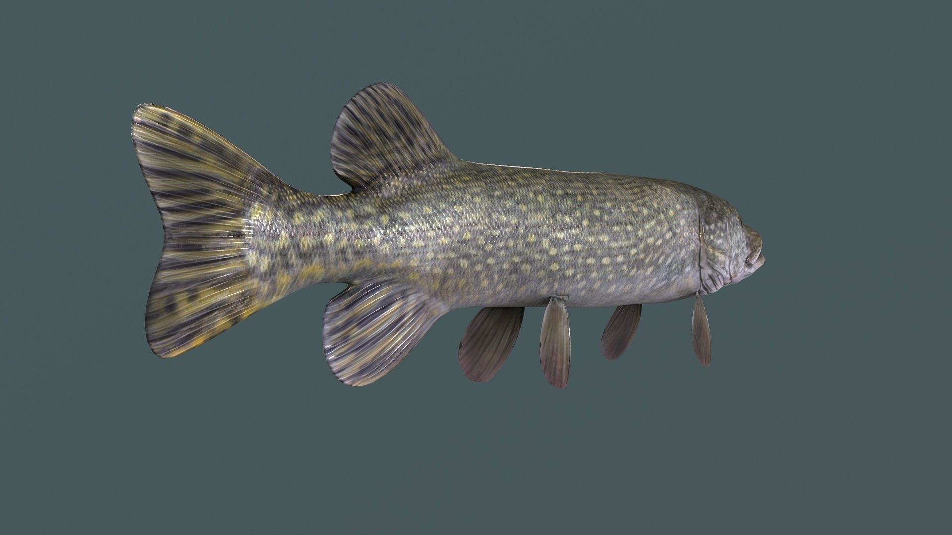 Pike Fish Low-poly 3D model_9