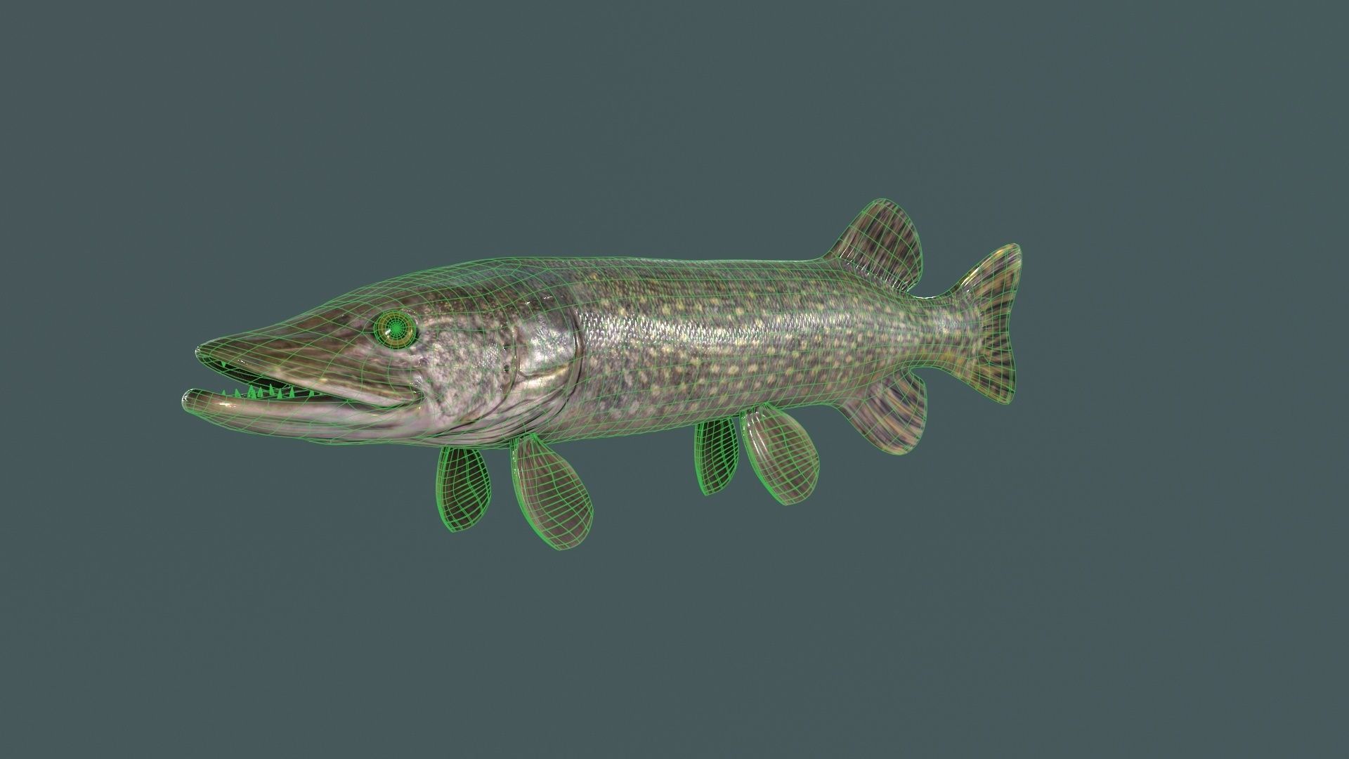 Pike Fish Low-poly 3D model_12