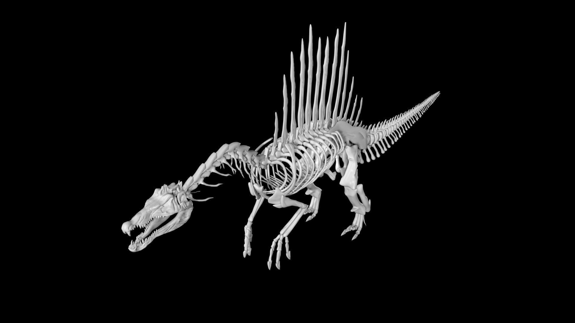Spinosaurus skeleton Low-poly 3D model_2