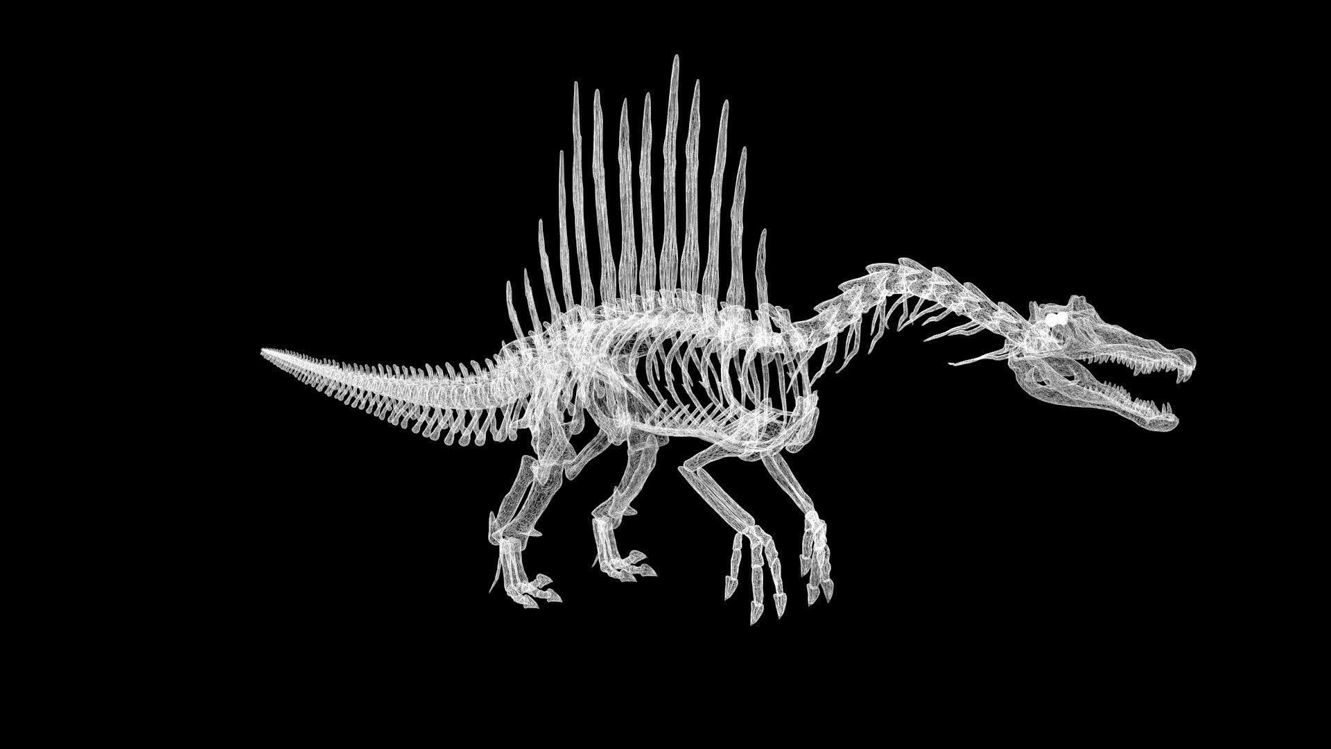 Spinosaurus skeleton Low-poly 3D model_8