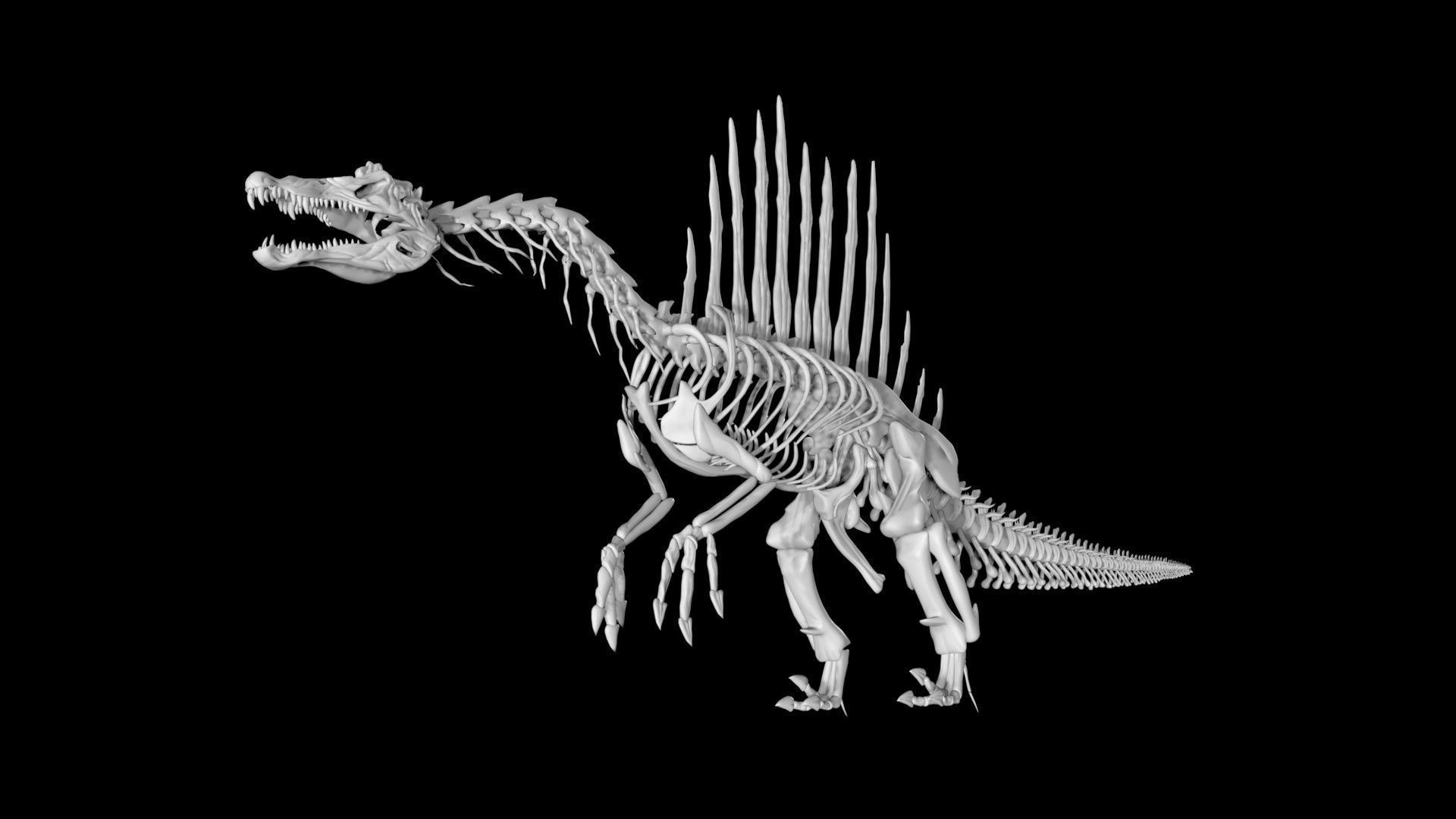 Spinosaurus skeleton Low-poly 3D model_3