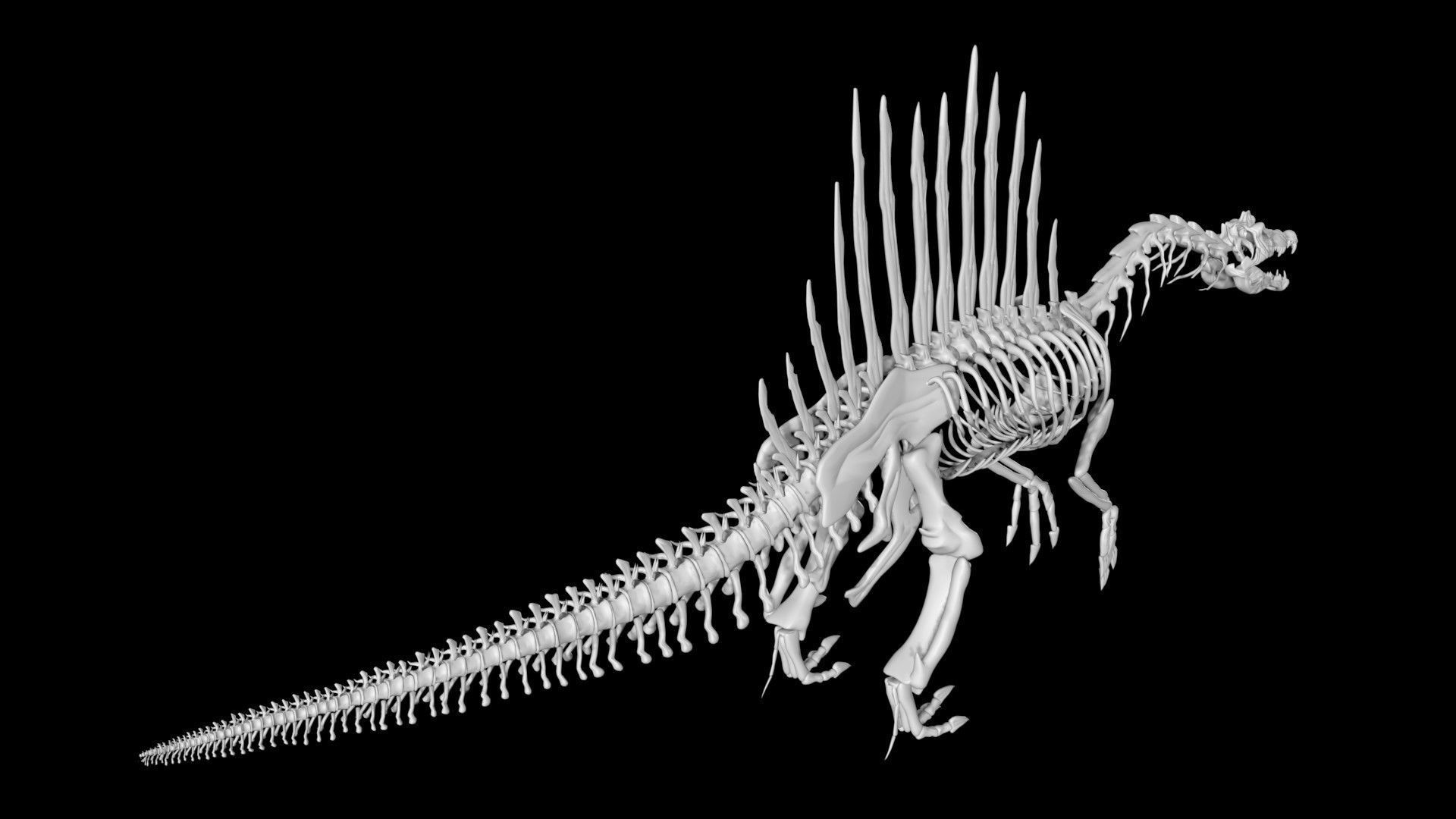 Spinosaurus skeleton Low-poly 3D model_7
