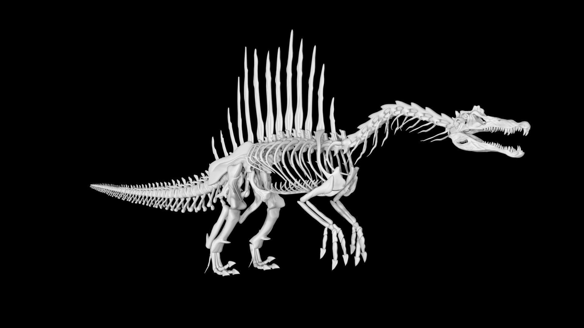 Spinosaurus skeleton Low-poly 3D model_4