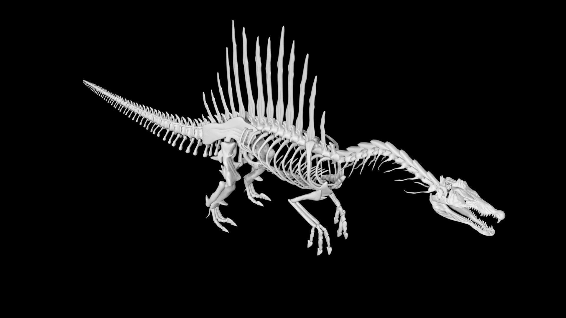 Spinosaurus skeleton Low-poly 3D model_5