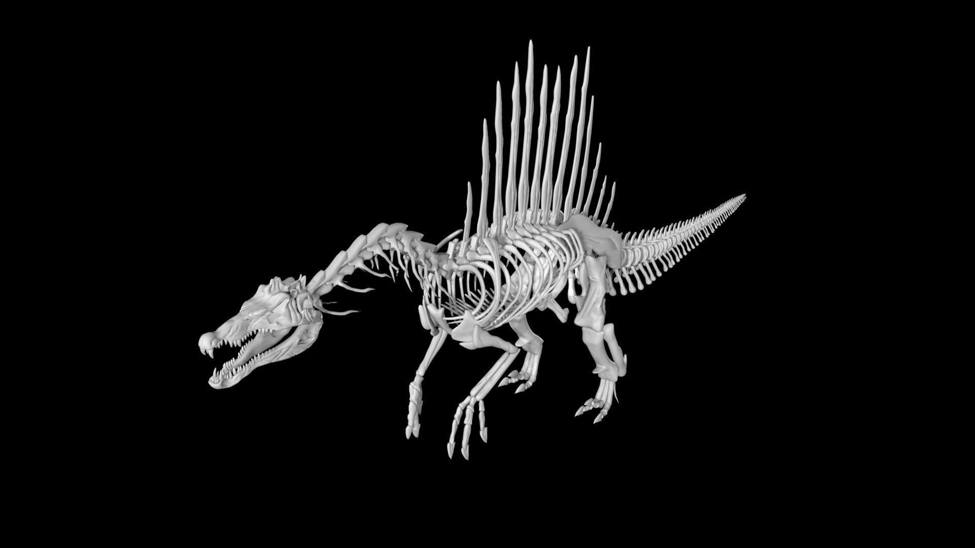 Spinosaurus skeleton Low-poly 3D model_6