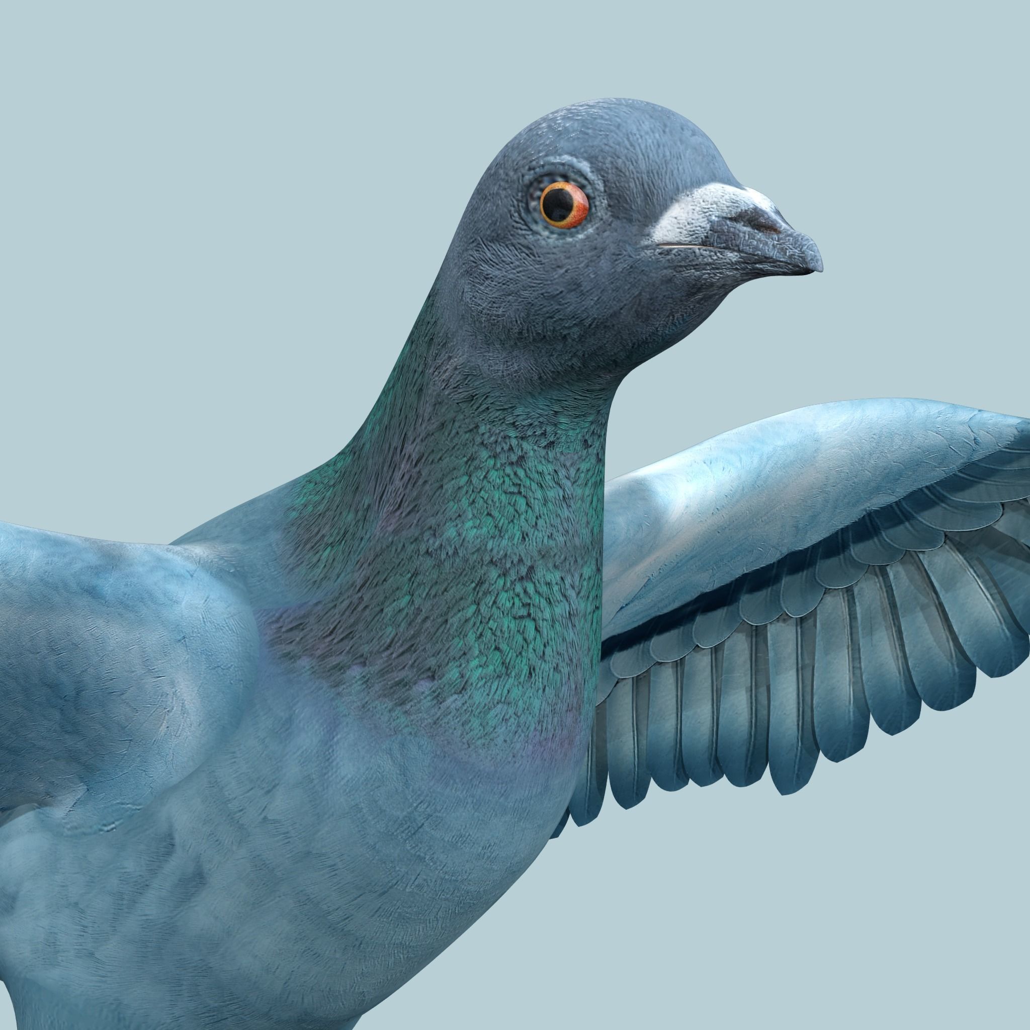Pigeon Low-poly 3D model_4