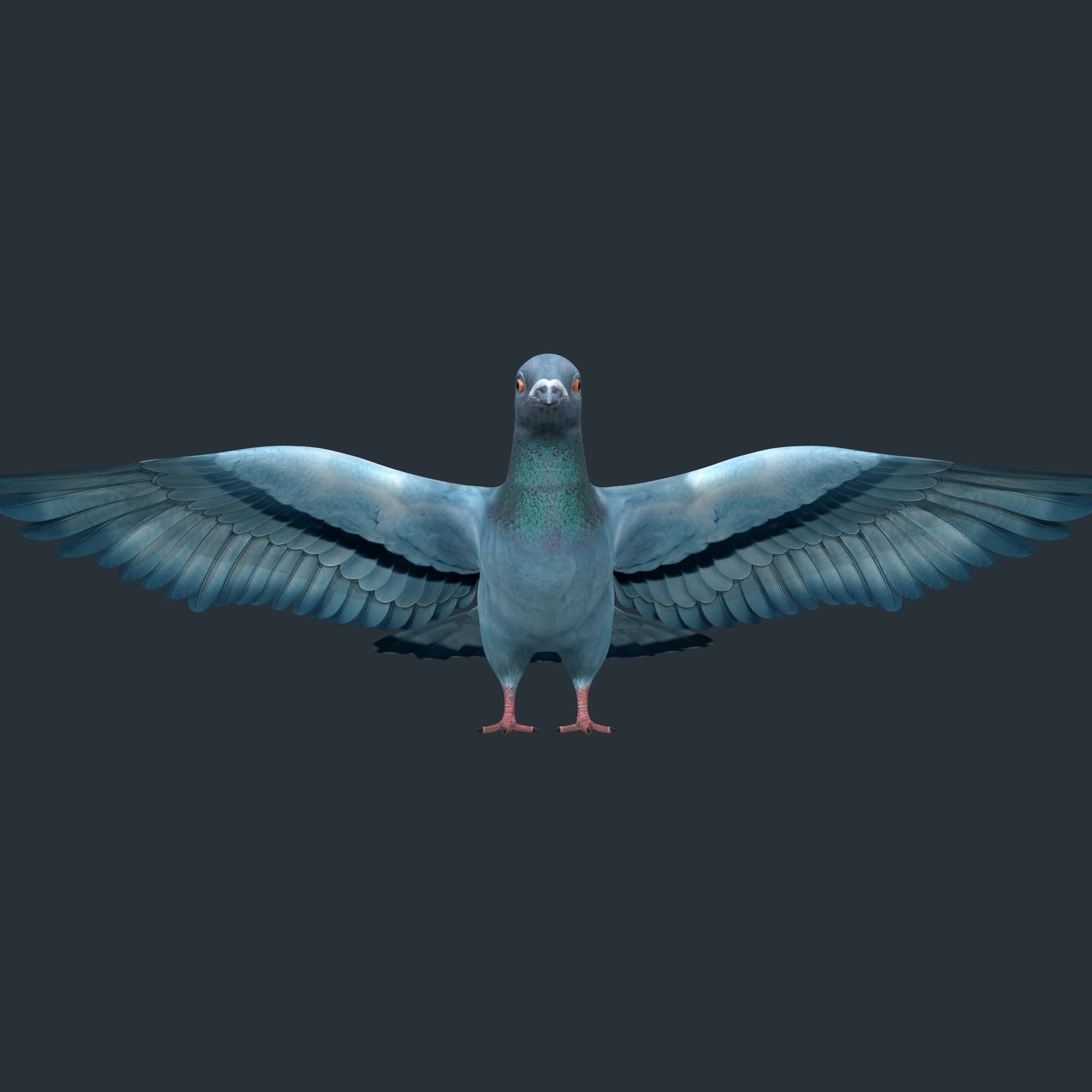 Pigeon Low-poly 3D model_6