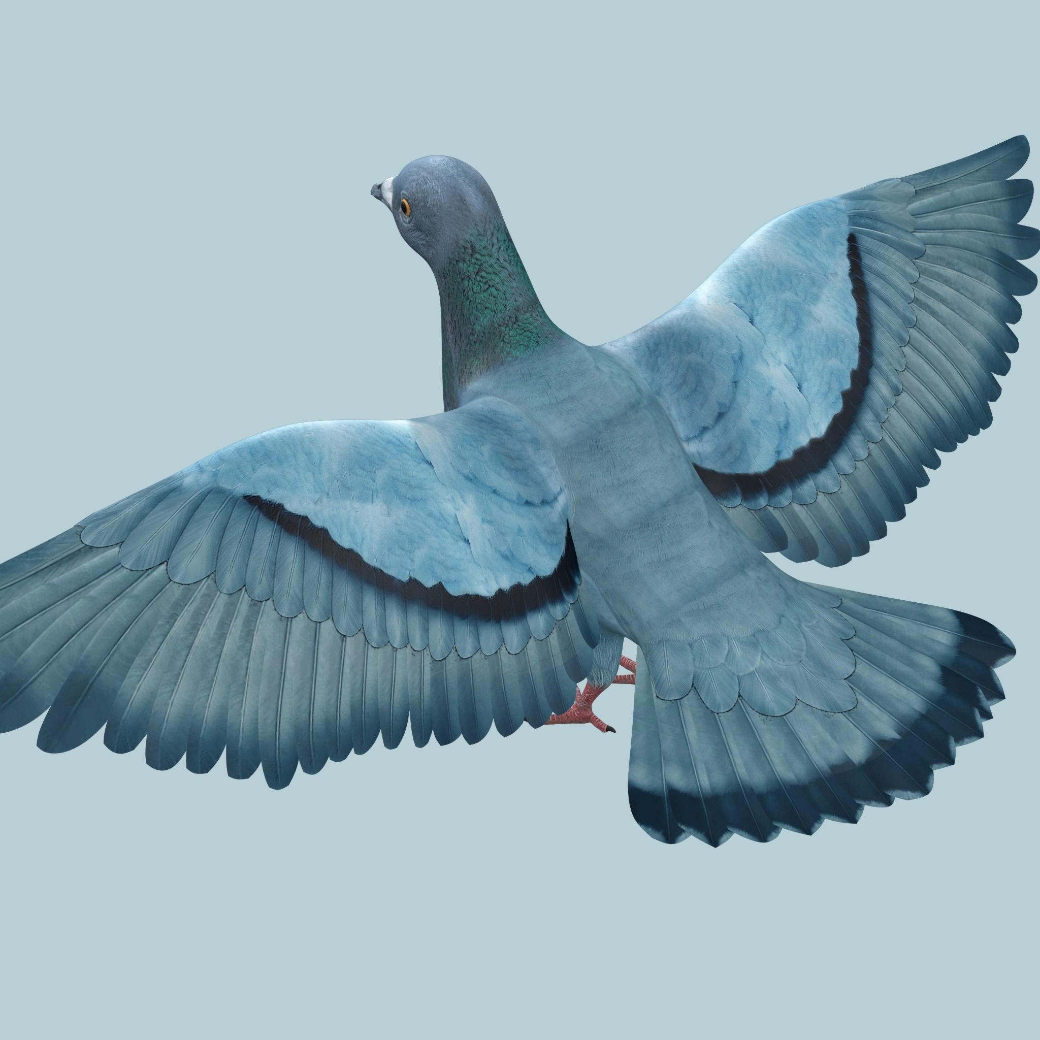 Pigeon Low-poly 3D model_5