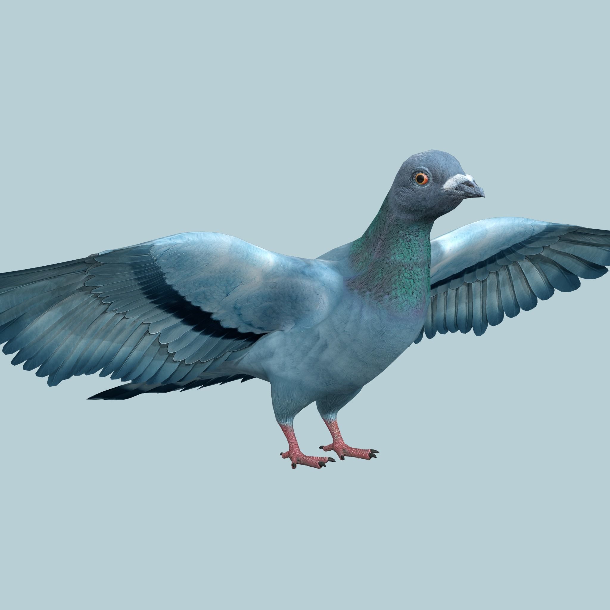 Pigeon Low-poly 3D model_1