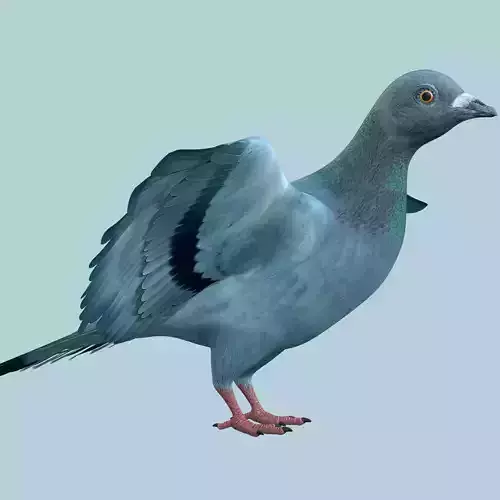 Pigeon Low-poly 3D model