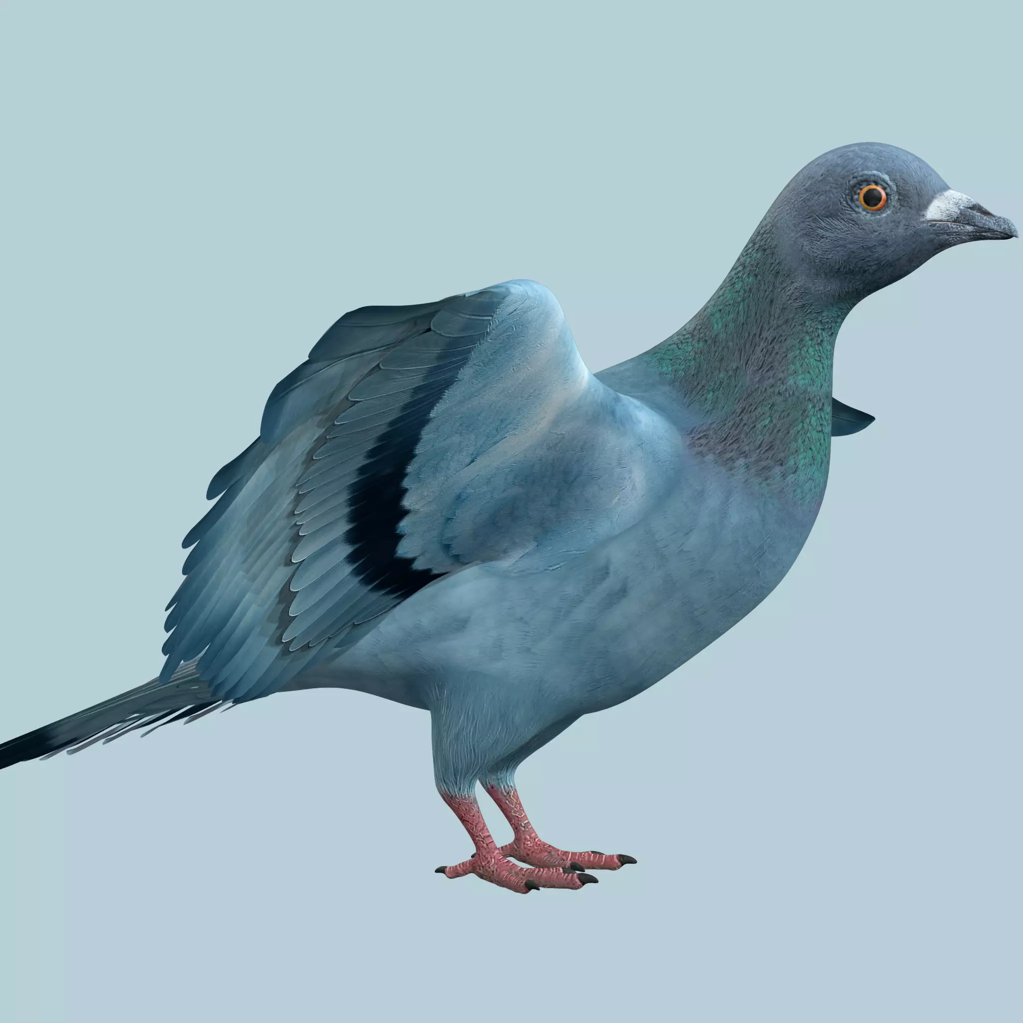 Pigeon Low-poly 3D model_0
