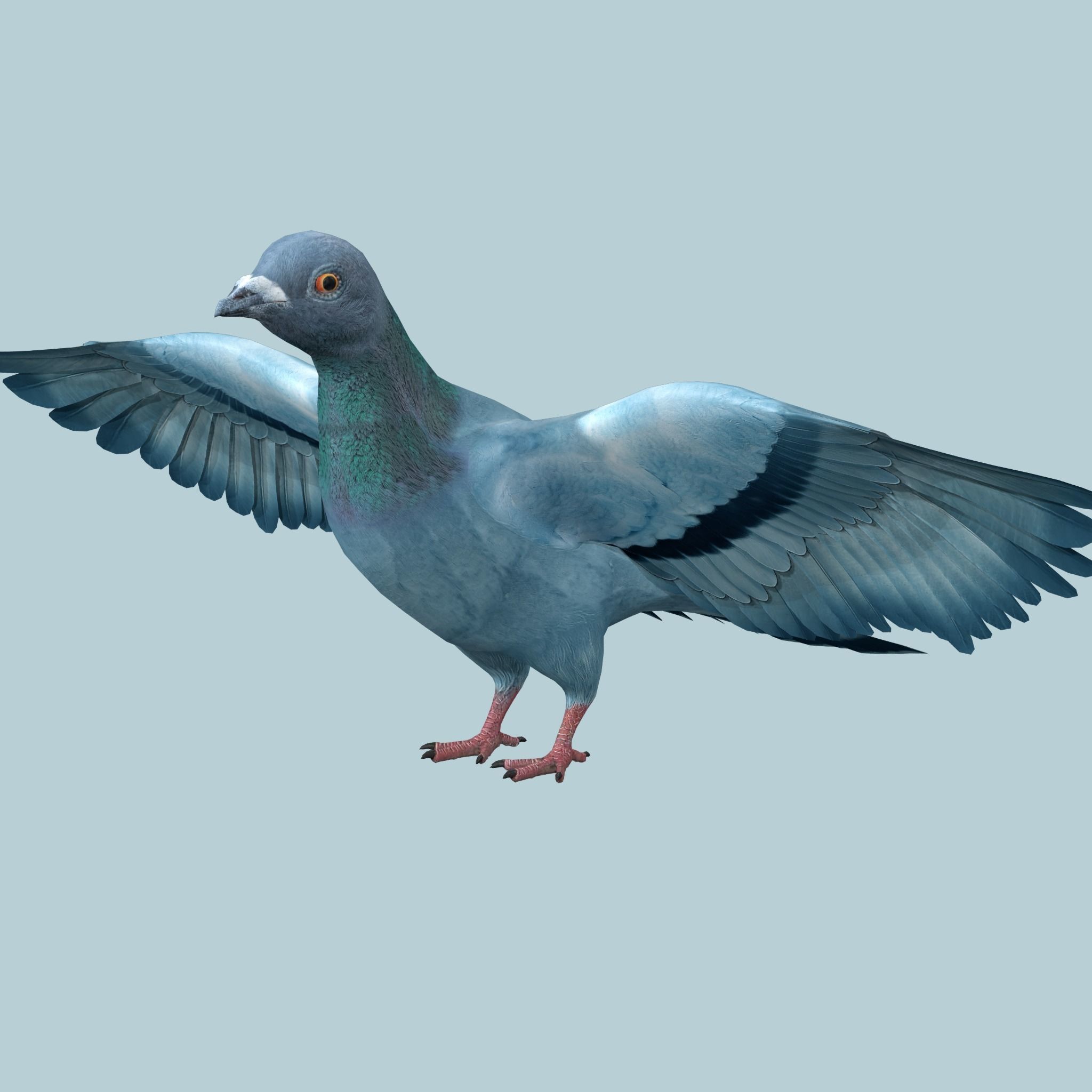Pigeon Low-poly 3D model_2