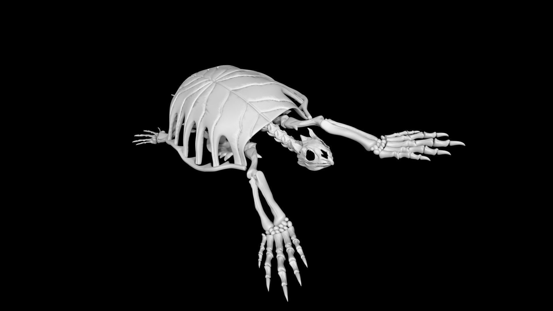 Turtle skeleton Low-poly 3D model_7