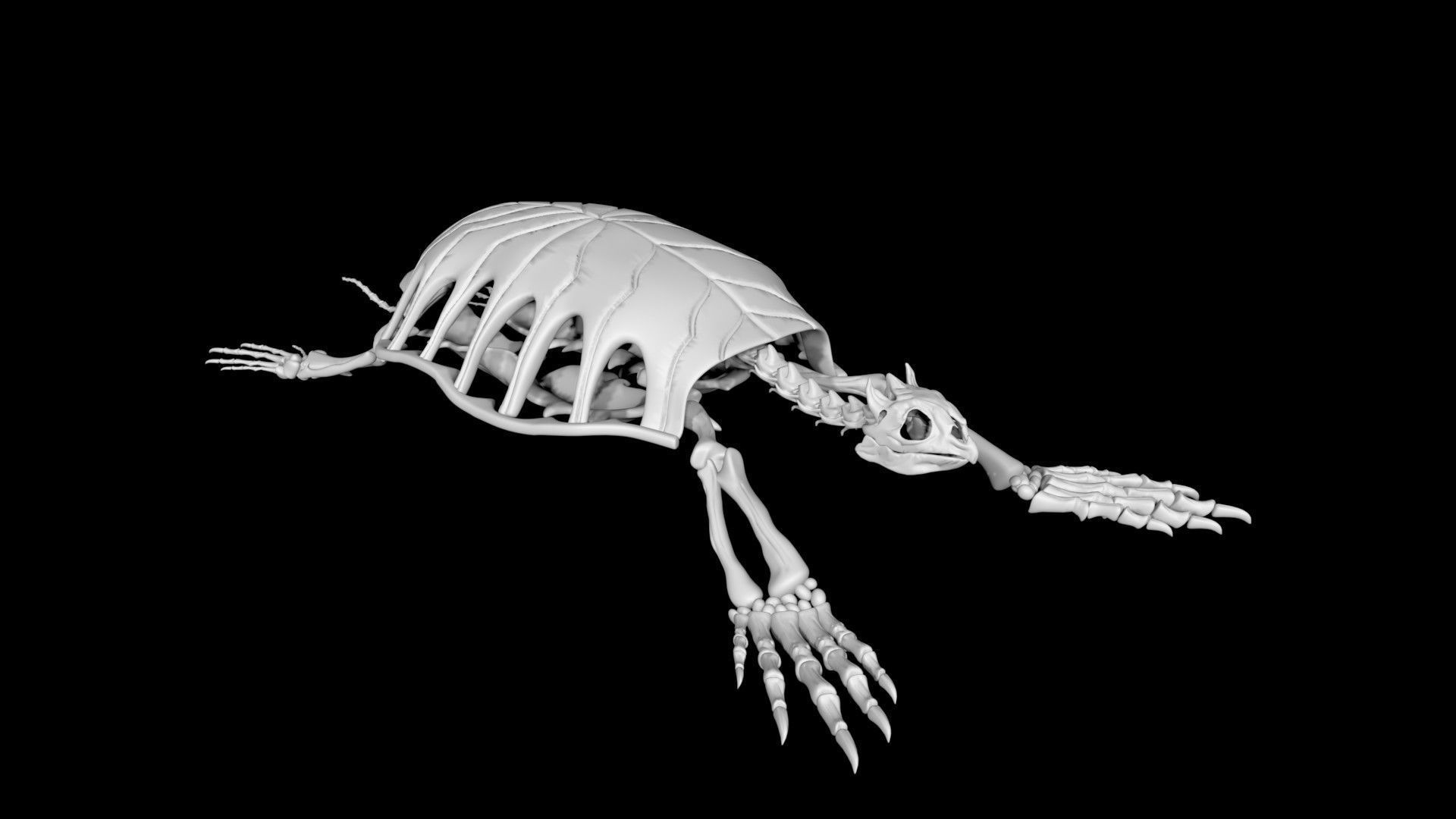 Turtle skeleton Low-poly 3D model_2