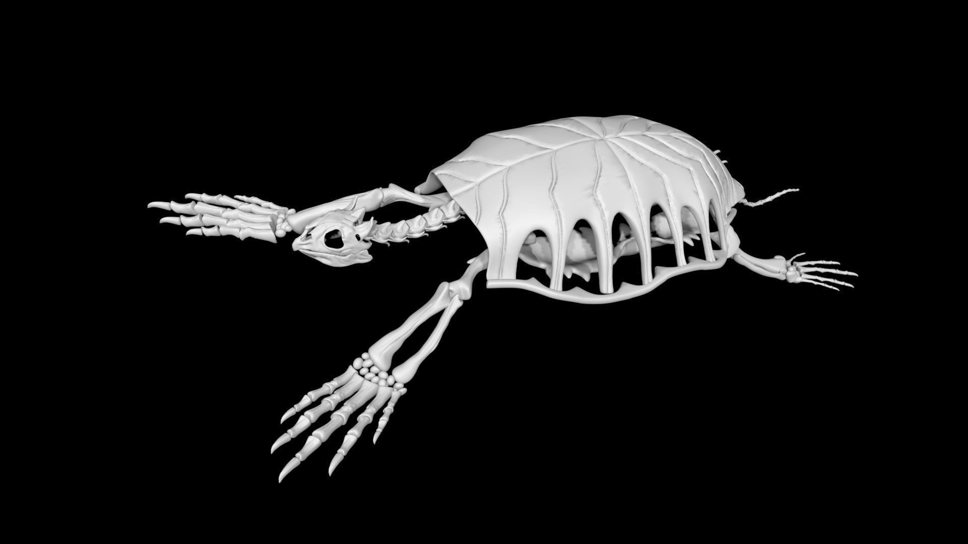 Turtle skeleton Low-poly 3D model_3