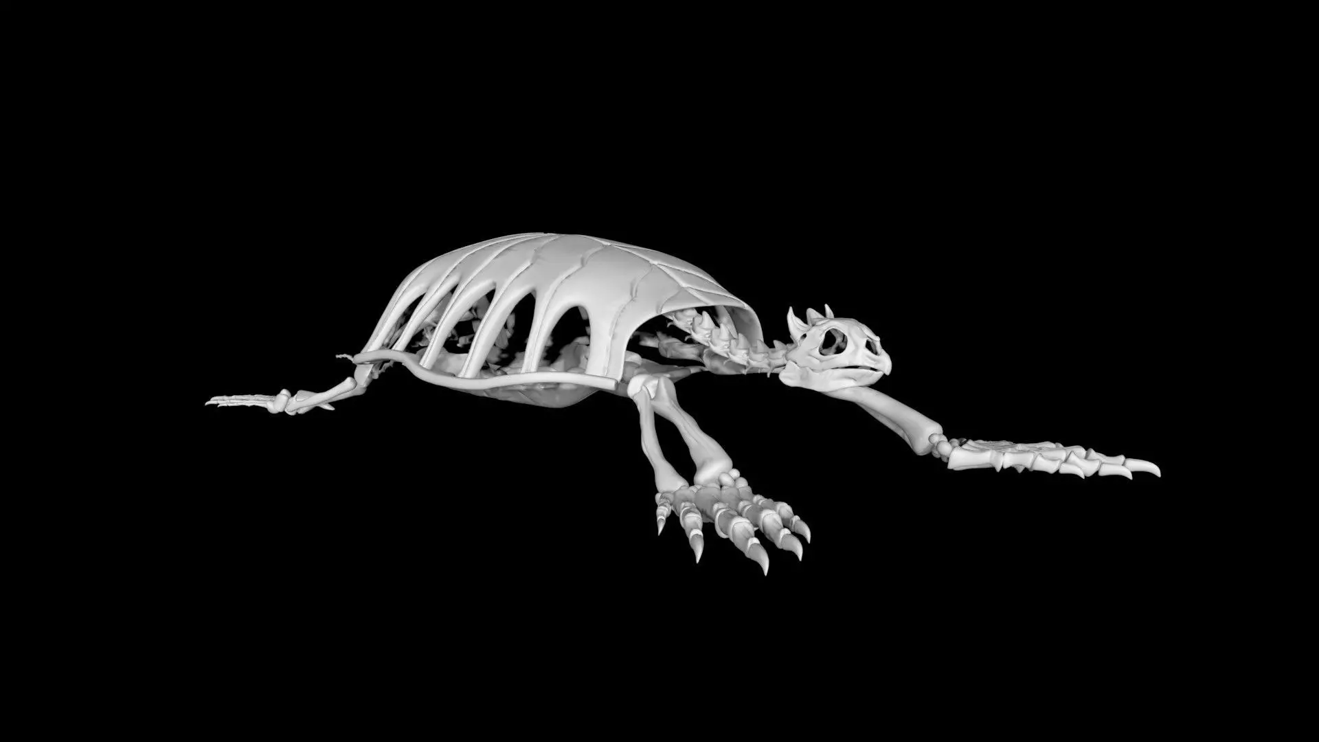 Turtle skeleton Low-poly 3D model_0
