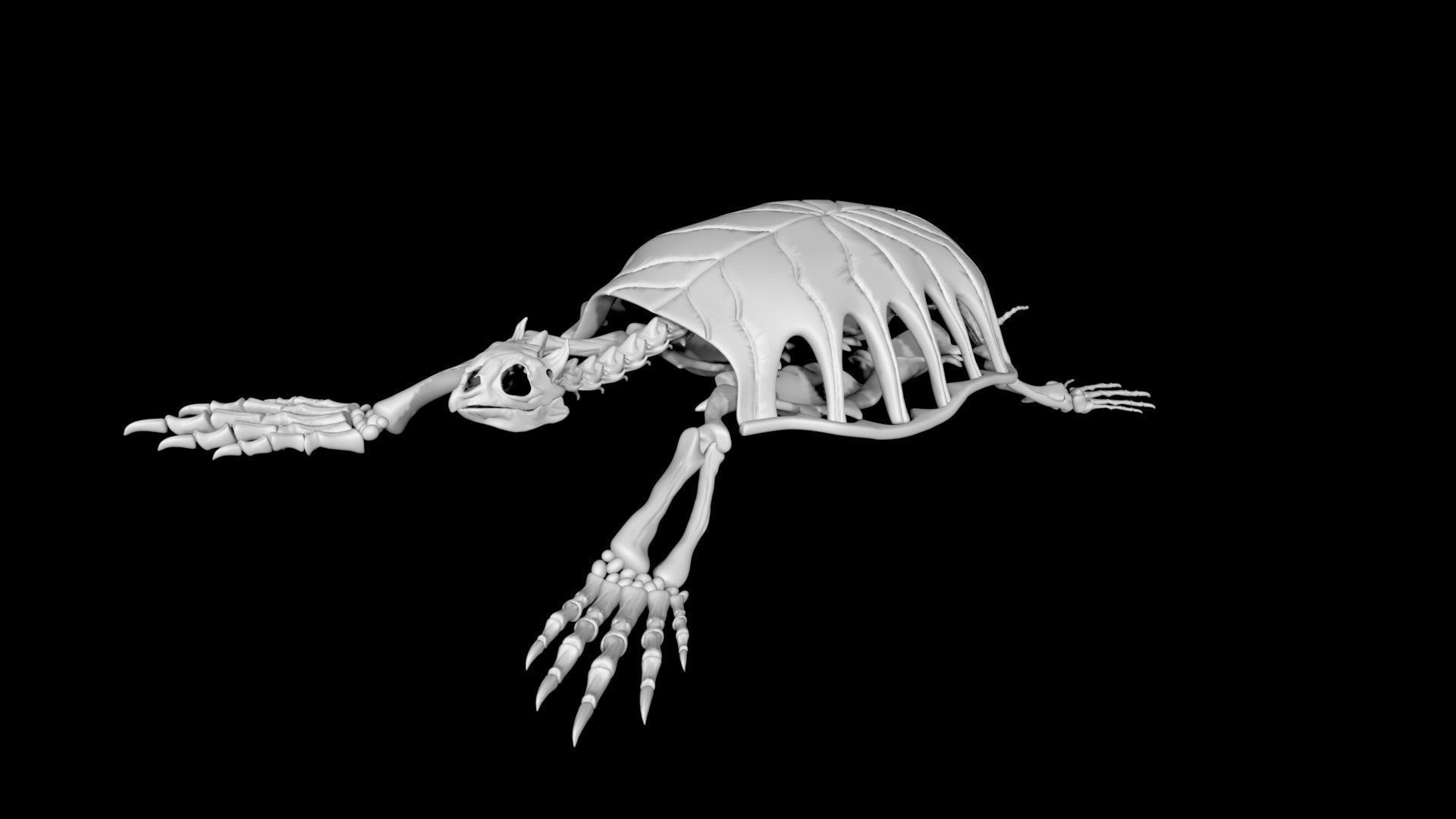Turtle skeleton Low-poly 3D model_4