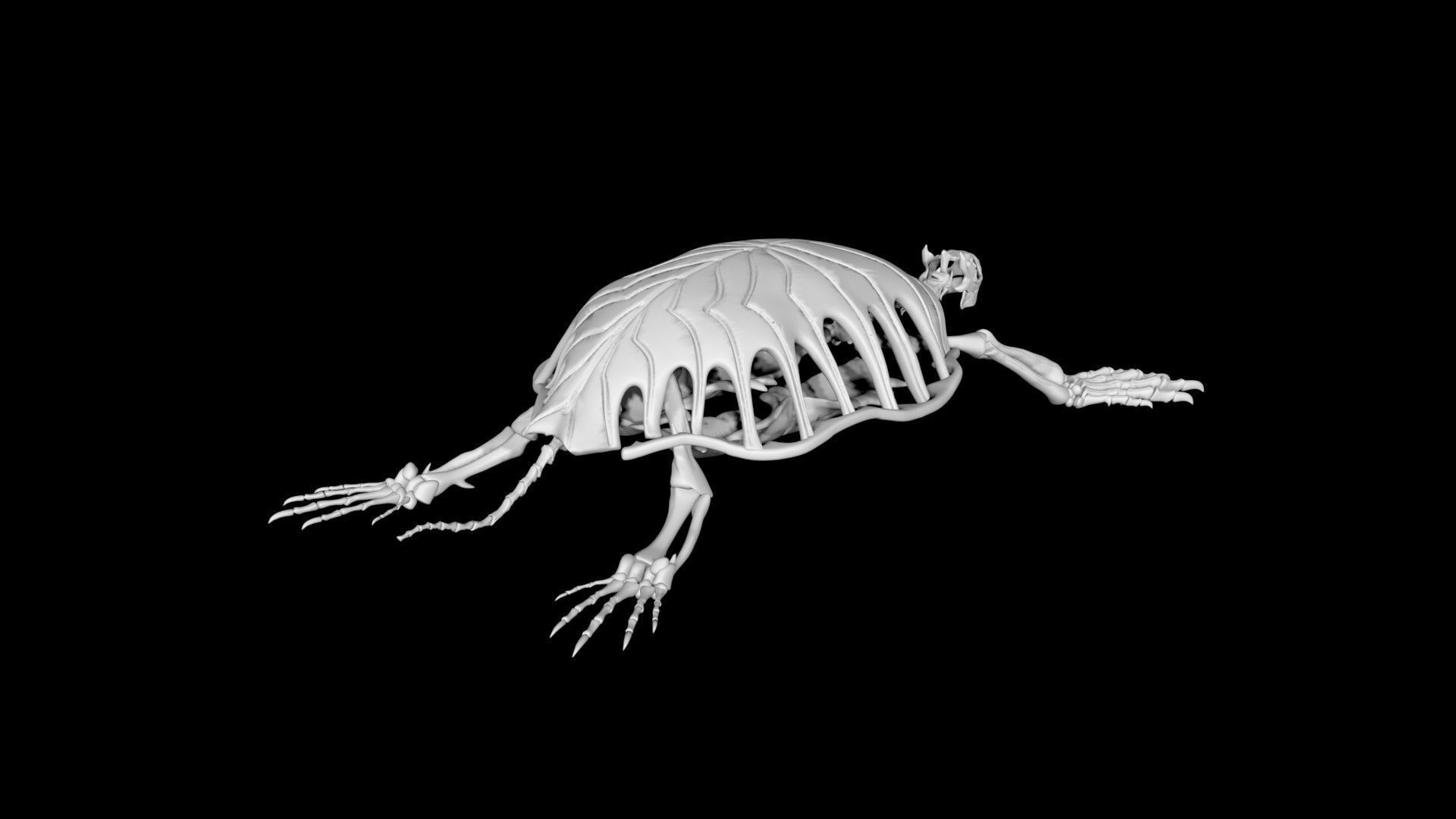 Turtle skeleton Low-poly 3D model_5