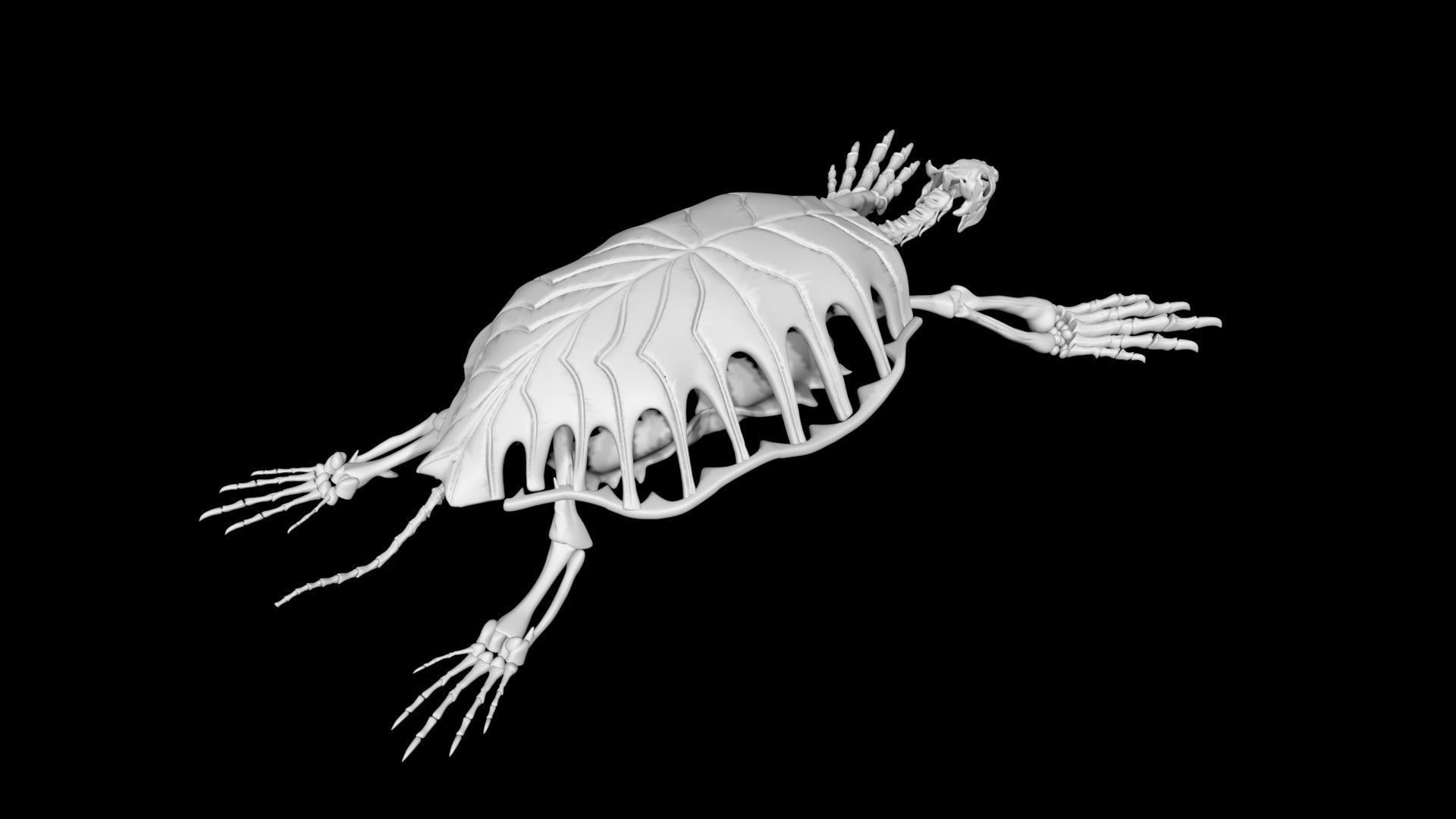 Turtle skeleton Low-poly 3D model_6