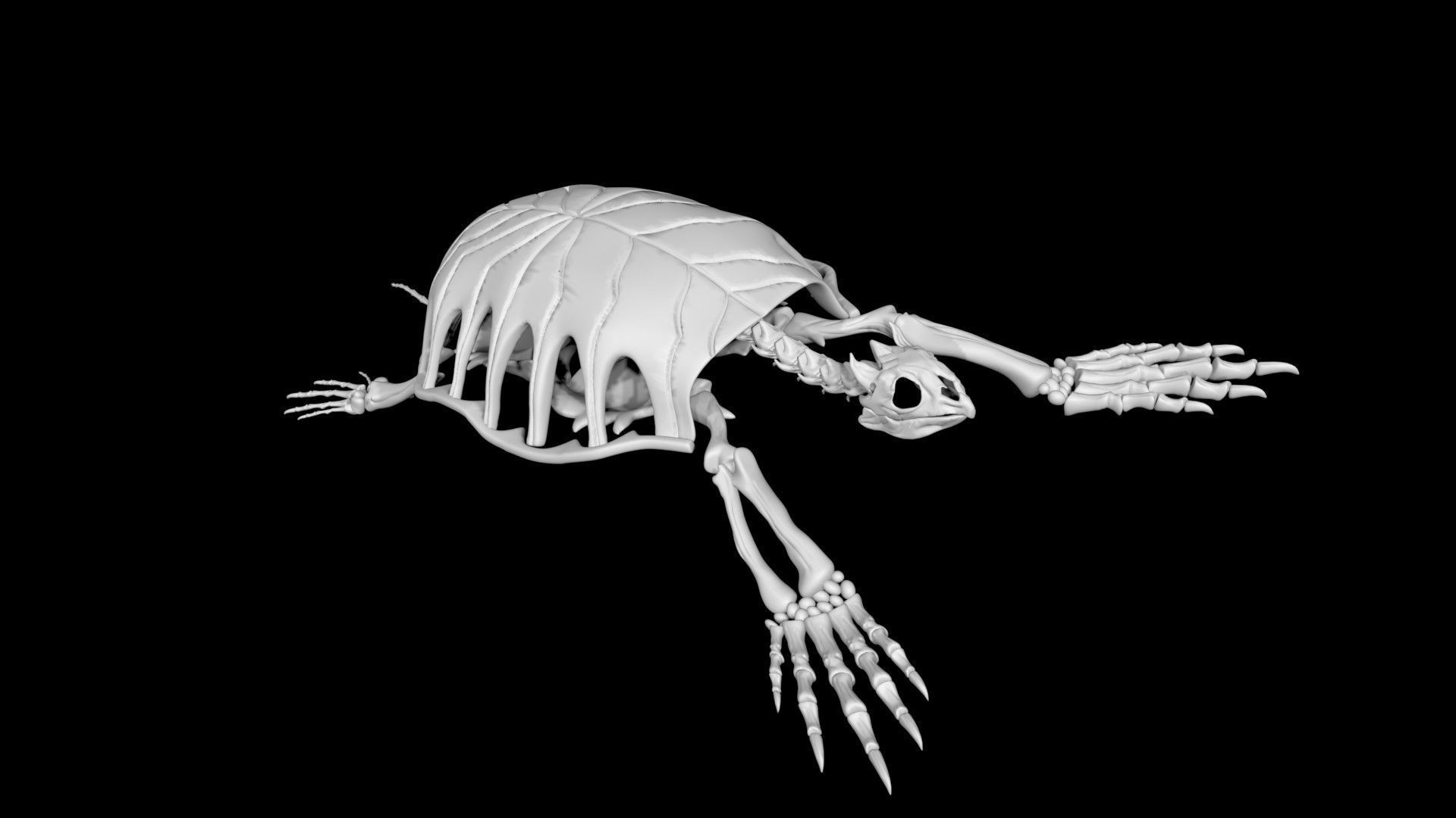 Turtle skeleton Low-poly 3D model_1