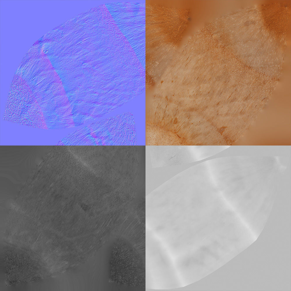 Coconut 3D model_8