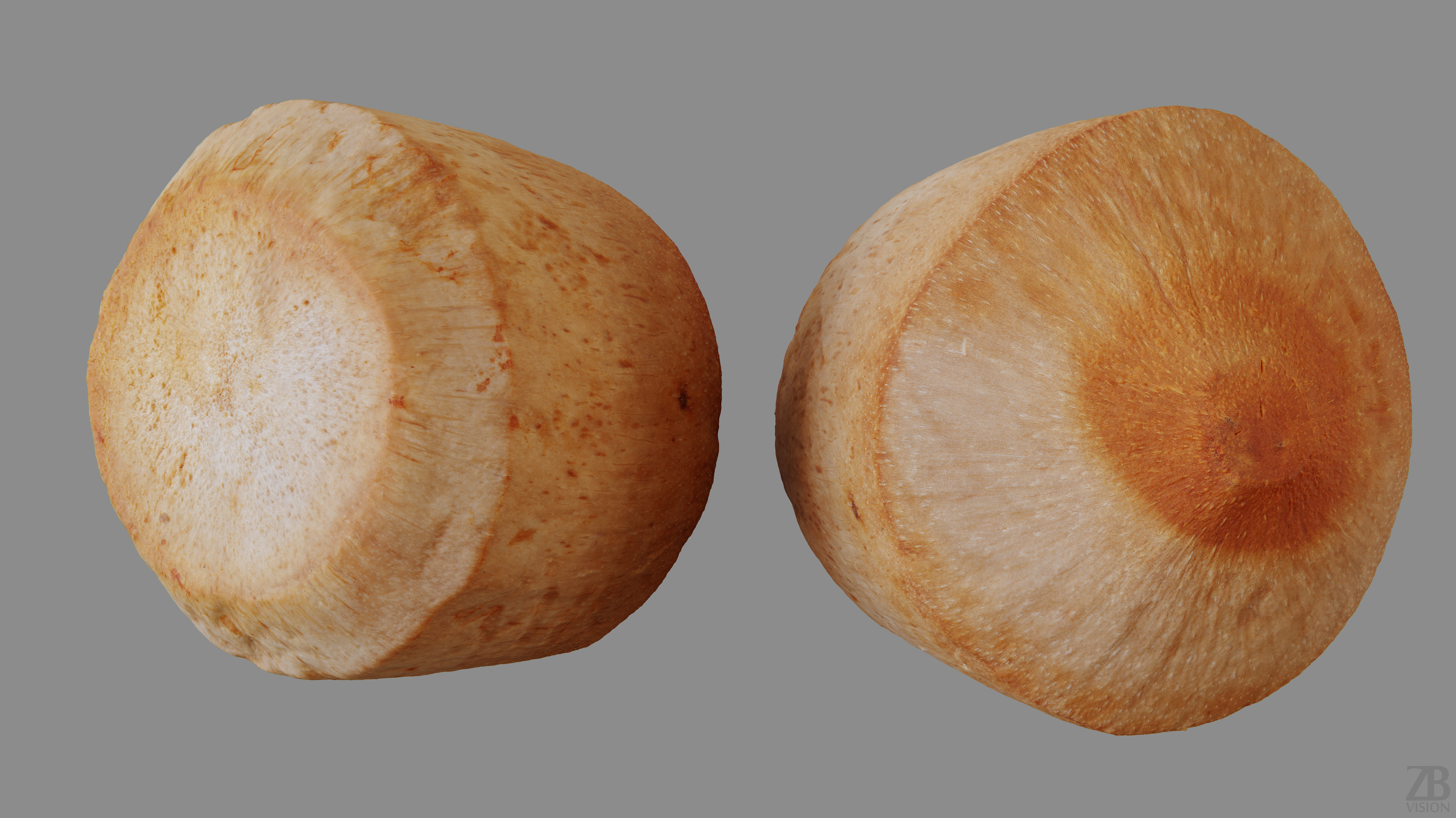 Coconut 3D model_9