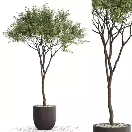 Plants collection 658 3D model