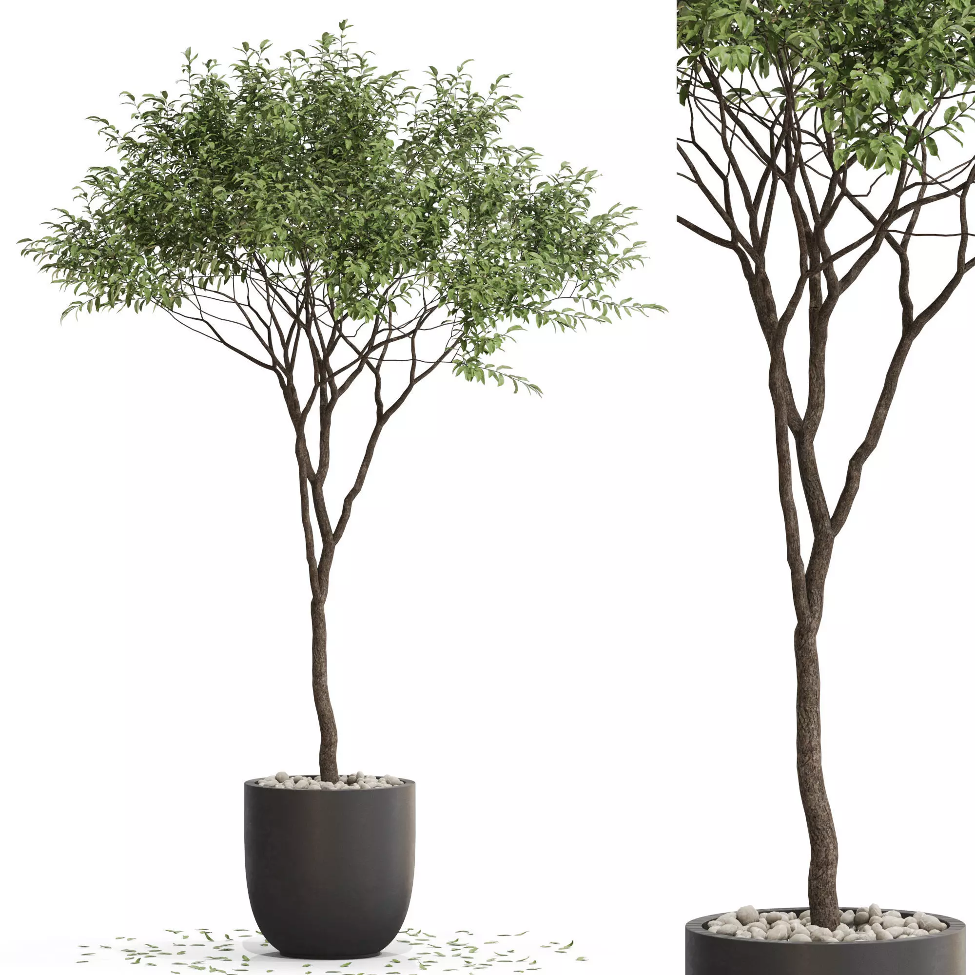 Plants collection 658 3D model_0